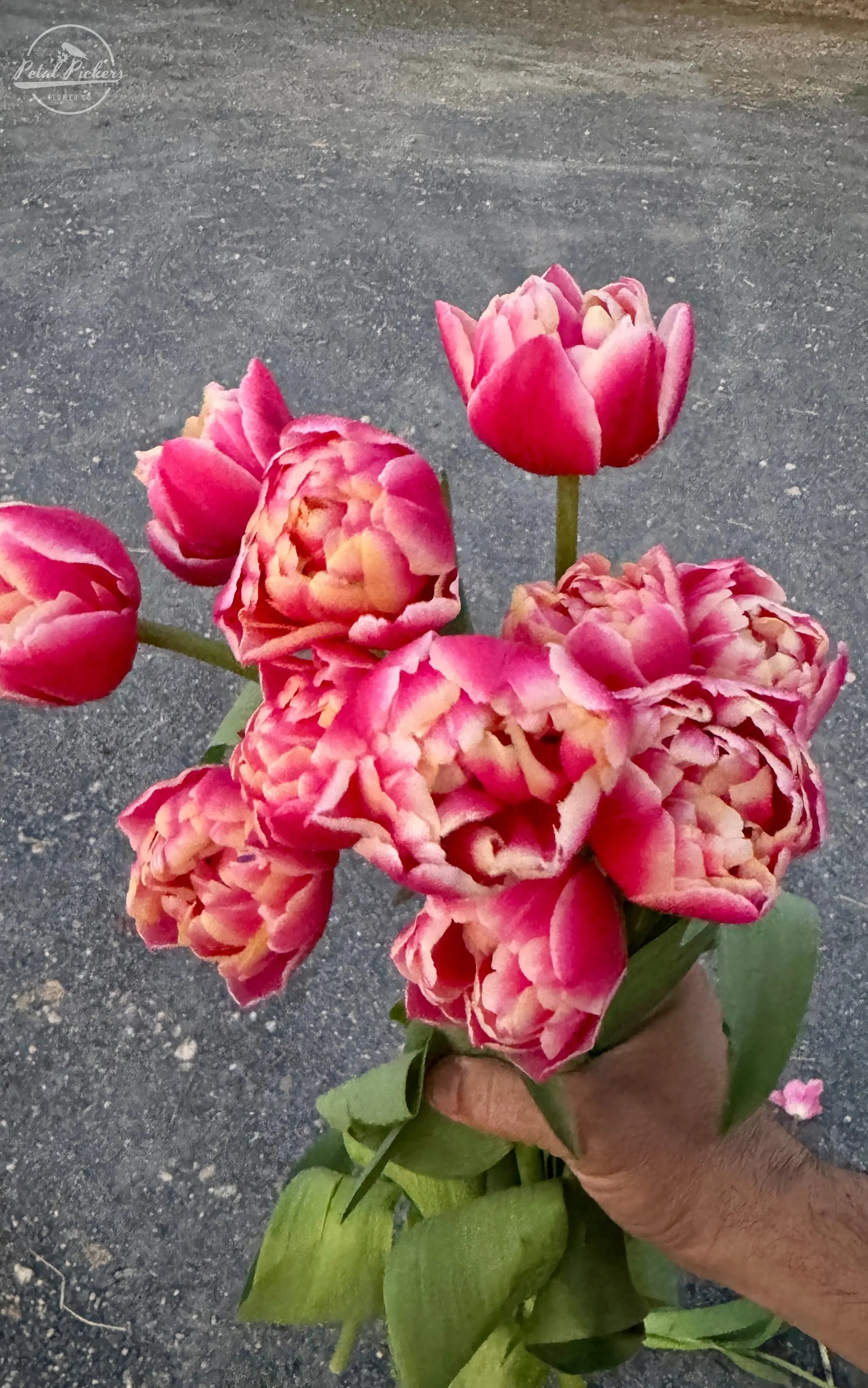 Tulip- Columbus (10 Pack) PetalPickers RETAIL