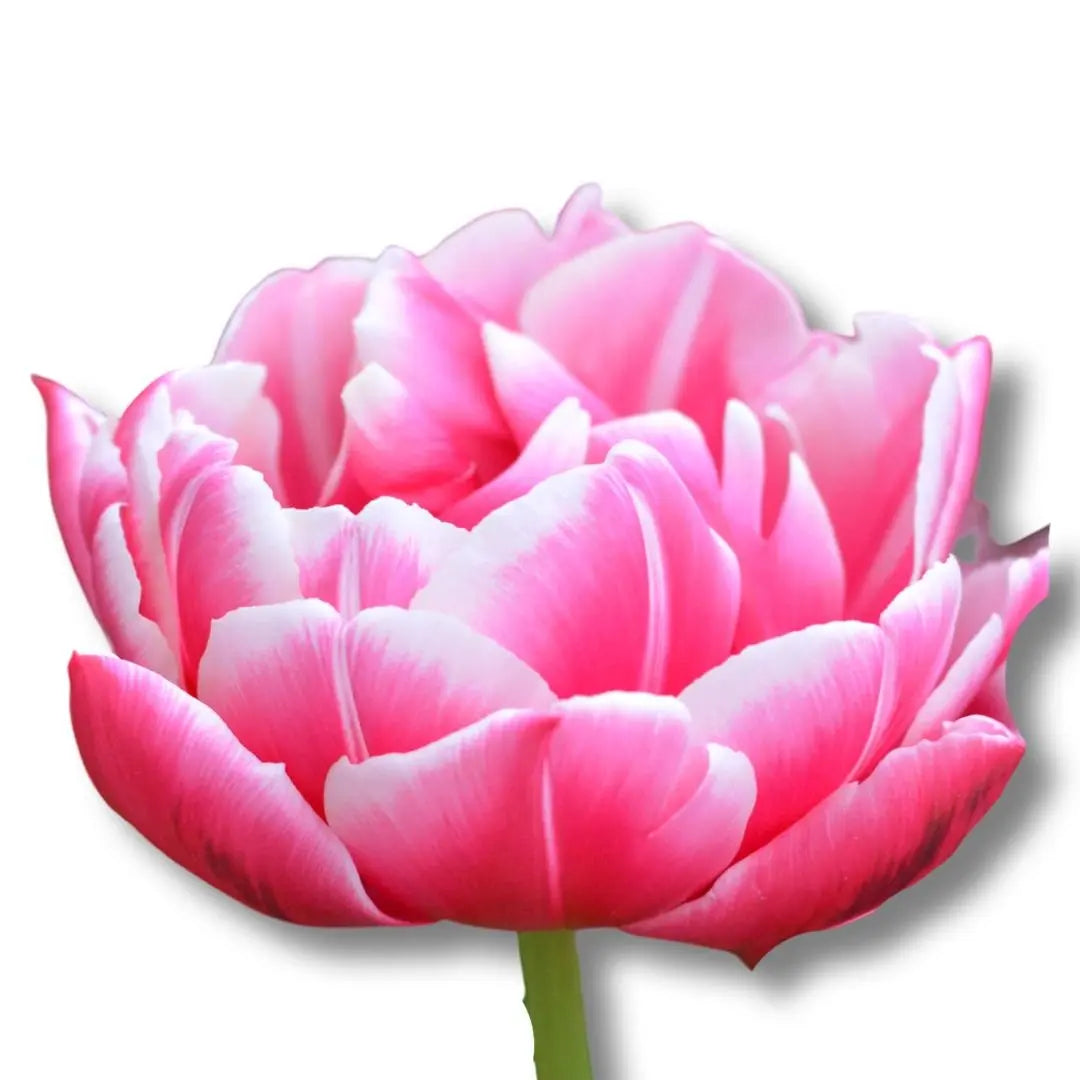 Tulip- Columbus (10 Pack) PetalPickers RETAIL