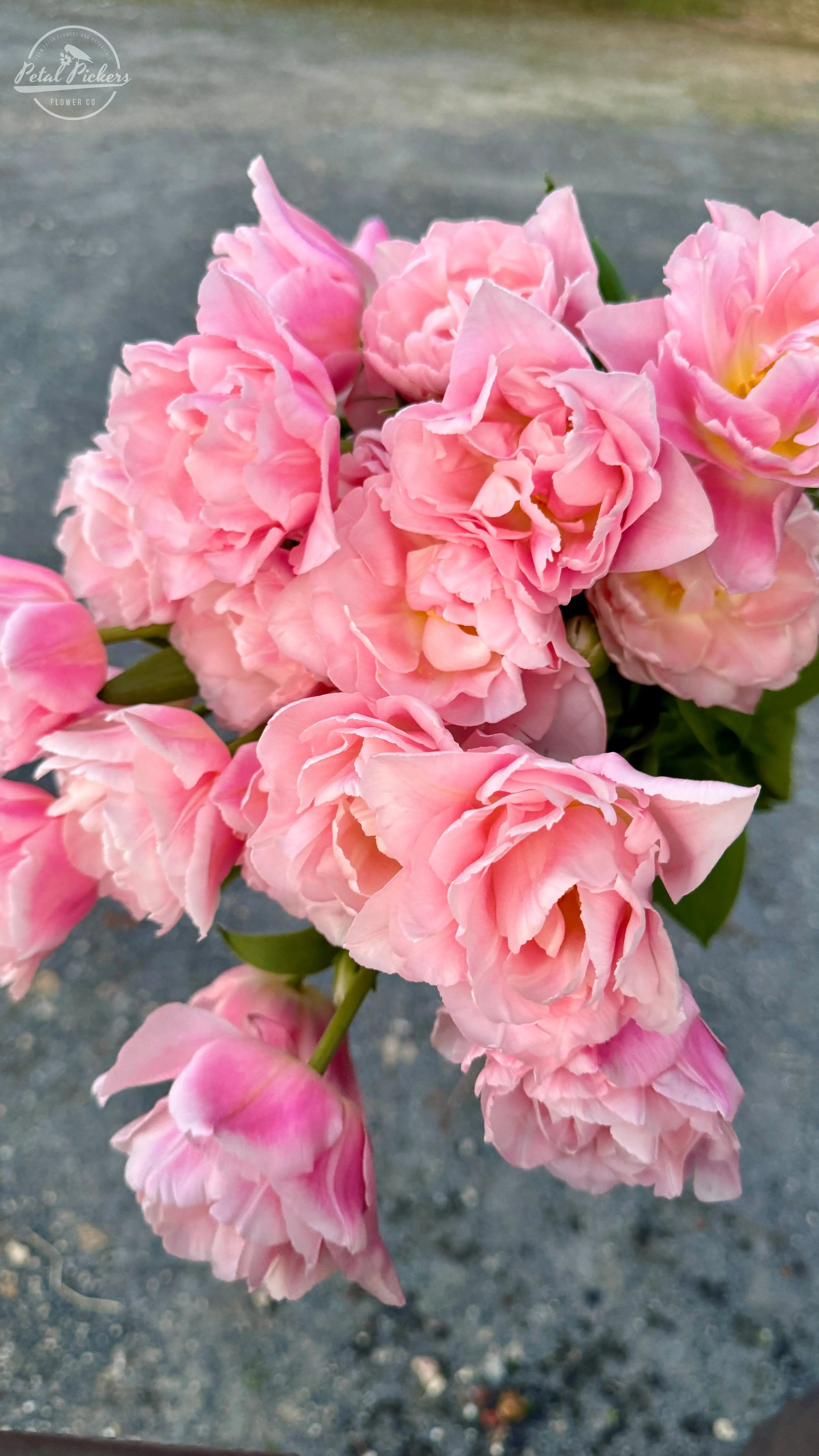 Tulip- Dreamer (10 Pack) PetalPickers RETAIL