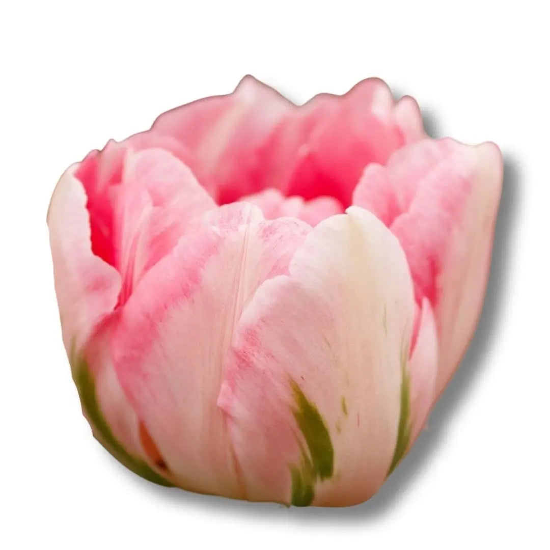 Tulip- Finola (10 Pack) PetalPickers RETAIL