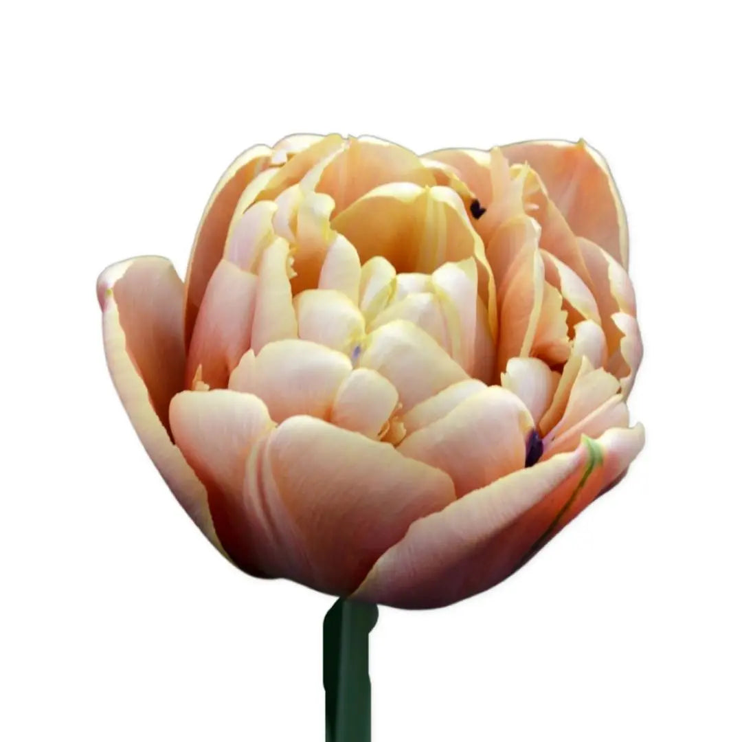 Tulip- La Belle Epoque (10 Pack) PetalPickers