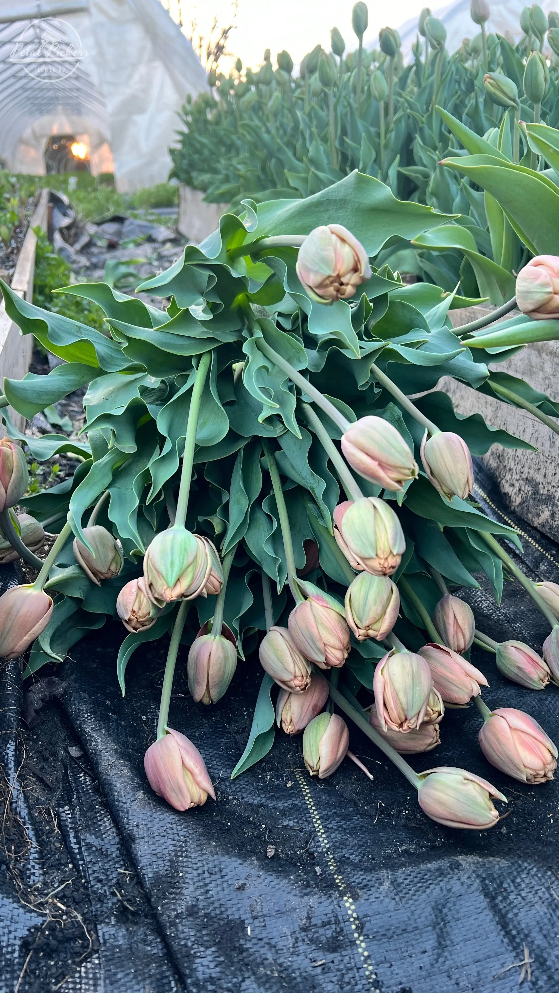Tulip- La Belle Epoque (10 Pack) PetalPickers