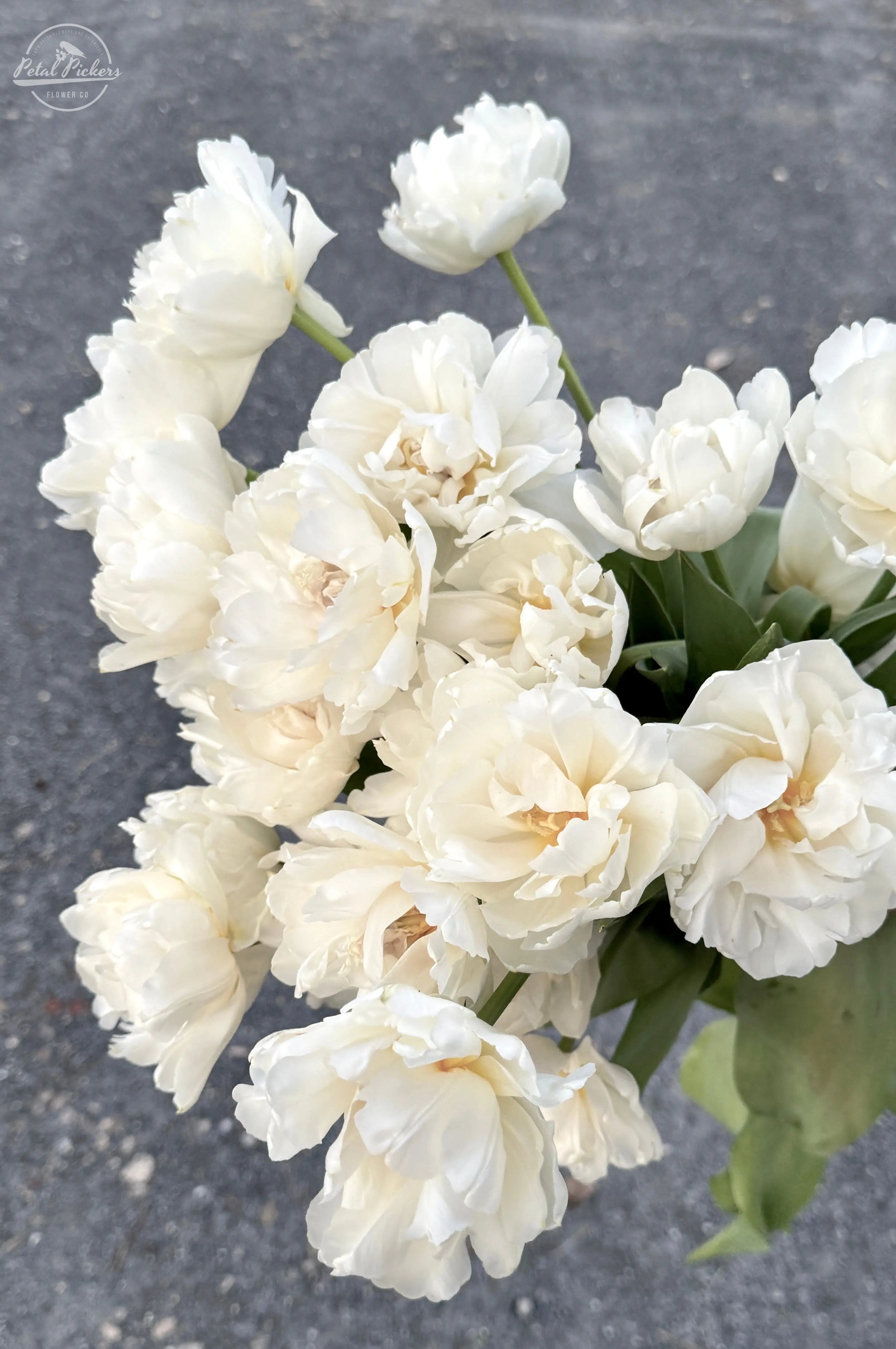 Tulip- Northcap (10 Pack) PetalPickers RETAIL
