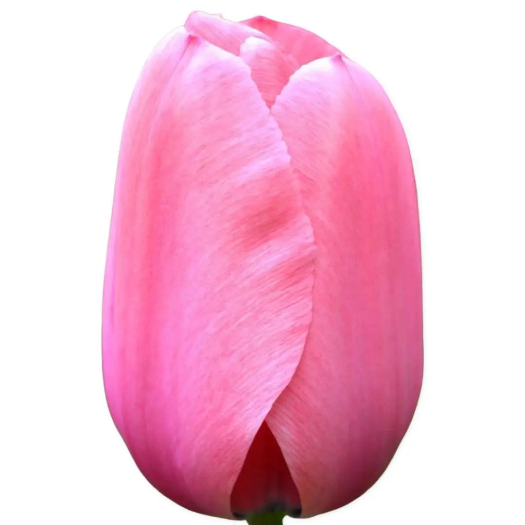 Tulip- Pink Impression (10 Pack) PetalPickers