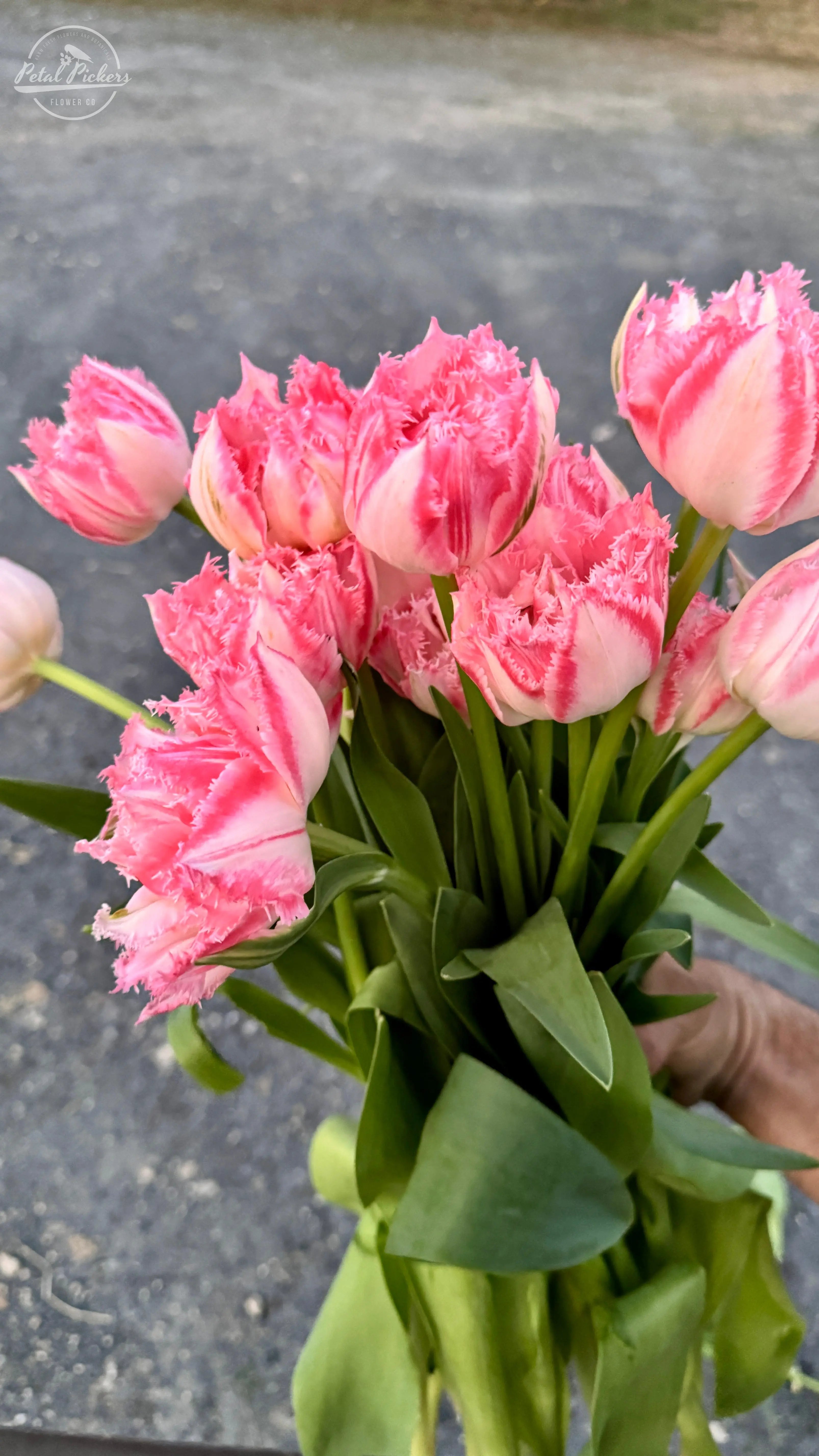 Tulip- Ranomi (10 Pack) PetalPickers