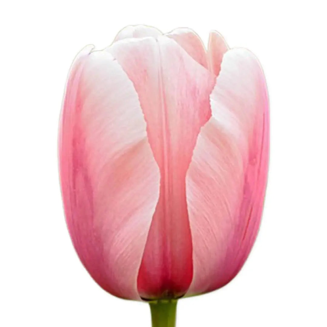 Tulip- Salmon Impression (10 Pack) PetalPickers