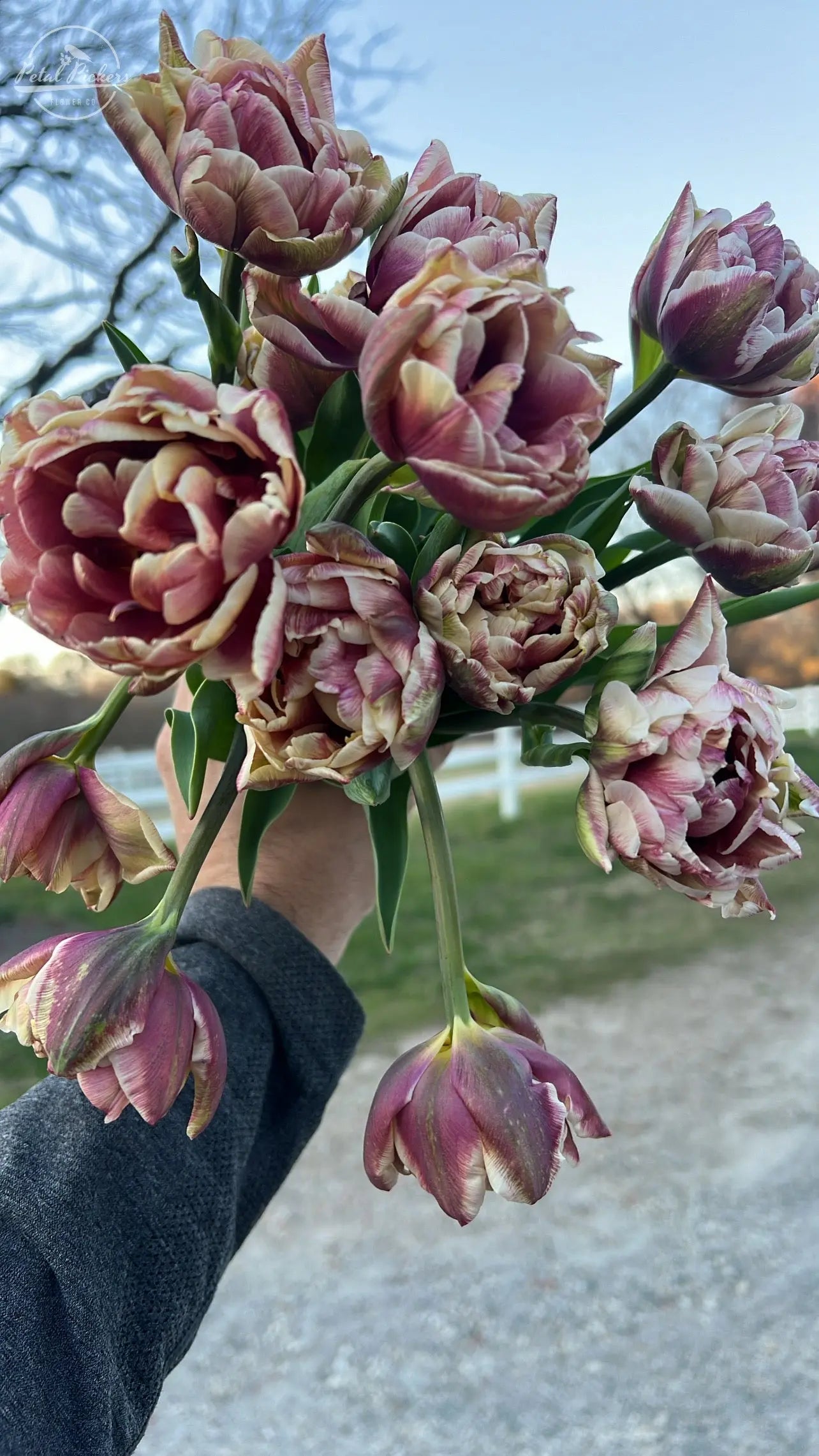 Tulip- Wyndham (10 Pack) PetalPickers RETAIL