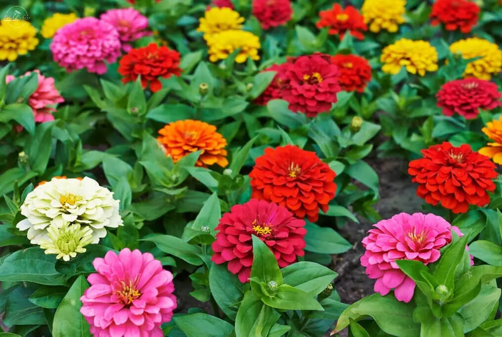 Zinnia- Benary's Giant Mix PetalPickers RETAIL