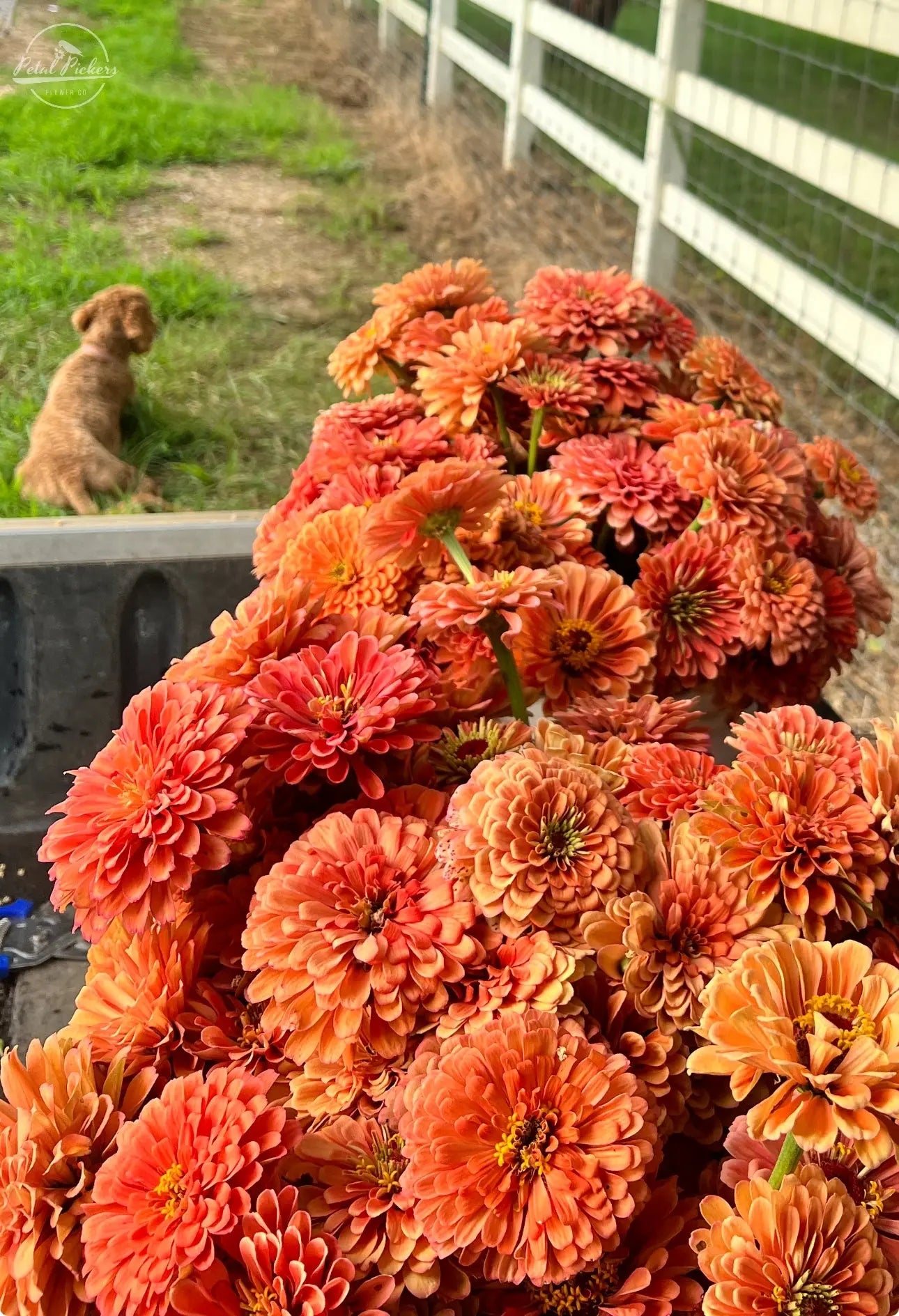 Zinnia- Benary's Giant Salmon Rose PetalPickers RETAIL