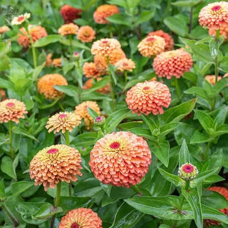Zinnia- Queeny Lime Orange PetalPickers RETAIL