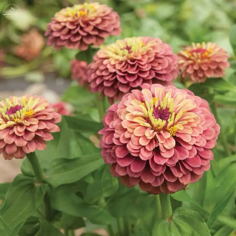 Zinnia- Queeny Lime Red PetalPickers RETAIL