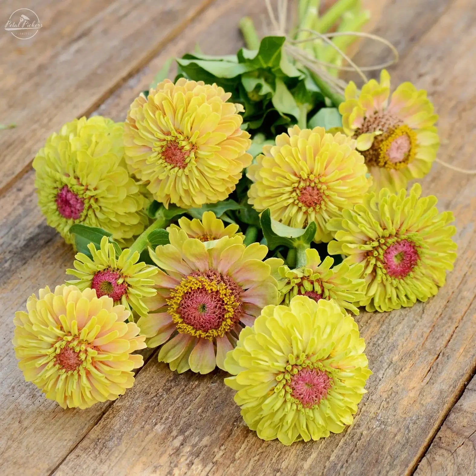 Zinnia- Queeny Lime with Blotch PetalPickers RETAIL