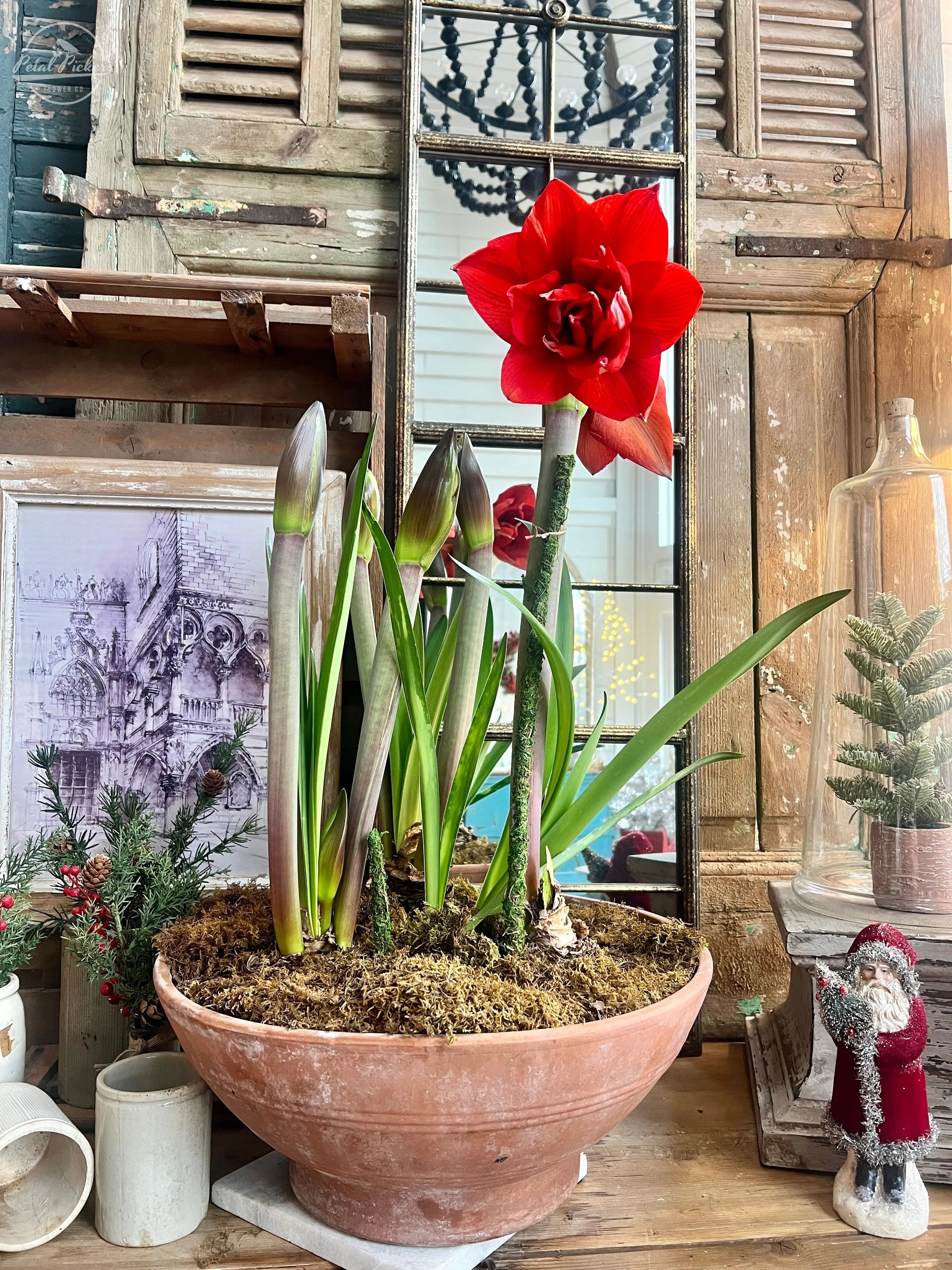 Amaryllis Bulb, Amaryllis Bloom, Amaryllis Designer Container, Amaryllis Gift Ideas, Red Amaryllis