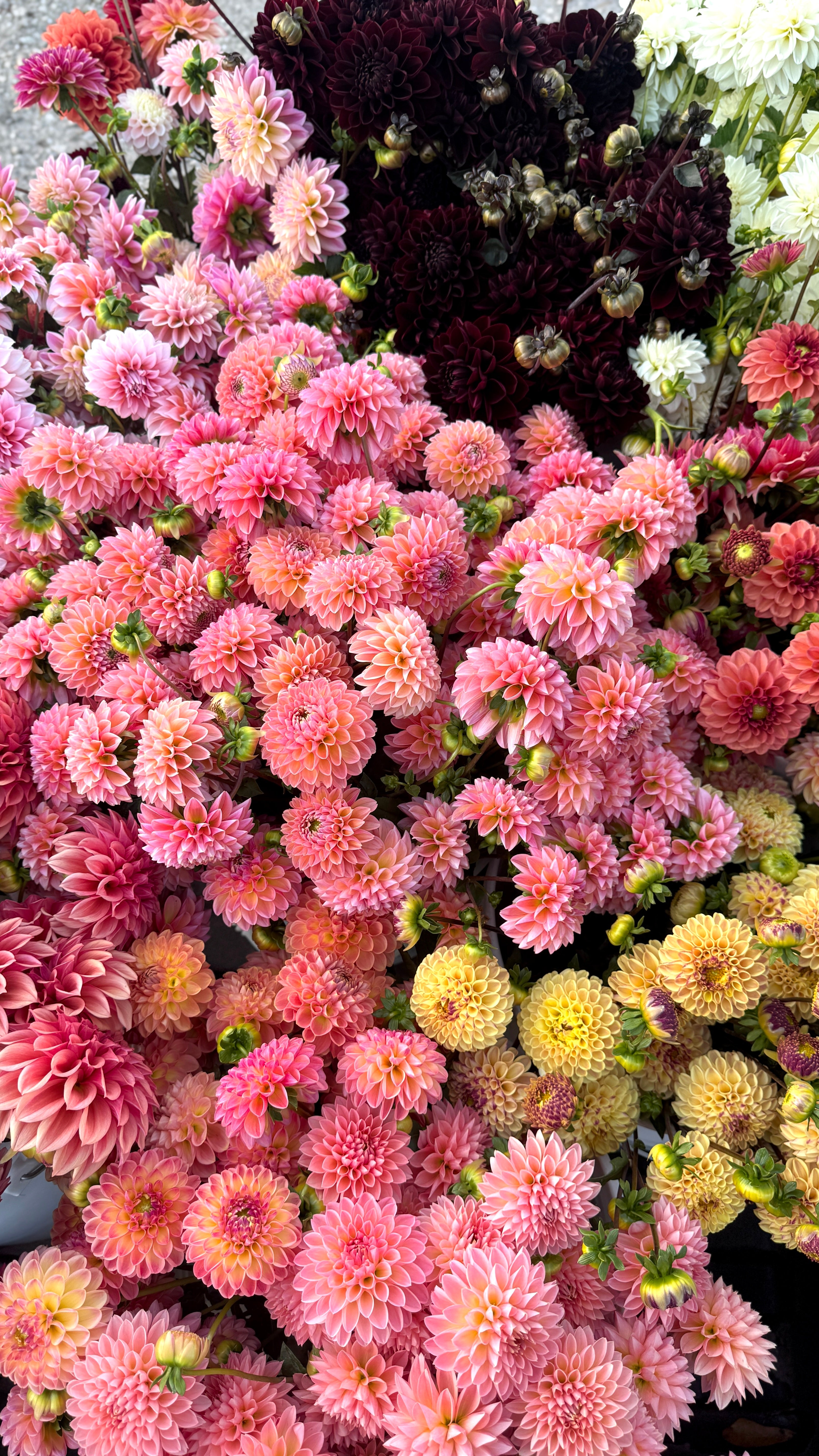 Fall-Shipped-Dahlia-Tubers PetalPickers RETAIL