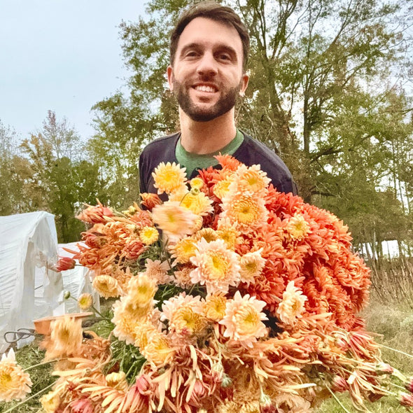 Rooted Cutting Heirloom Mum (5-pk)