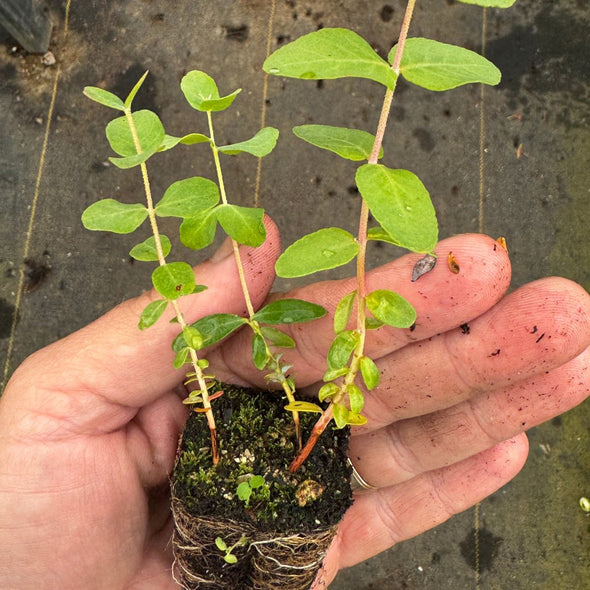 Foliage Plants