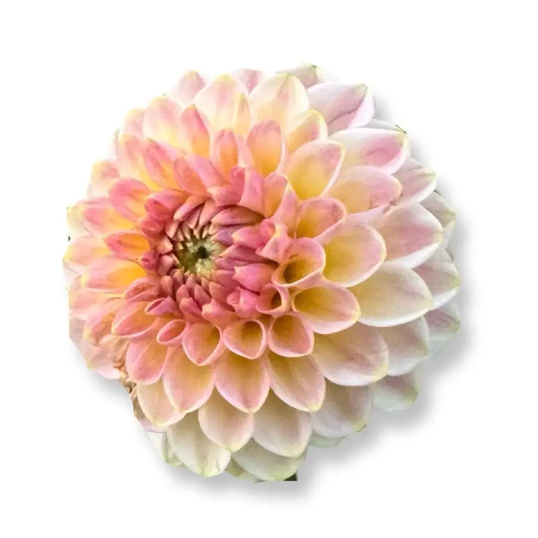 DAHLIAさん専用 VAN ZYVERDEN Dahlias Decorative Mixed Bulbs (Set of 7) 11218