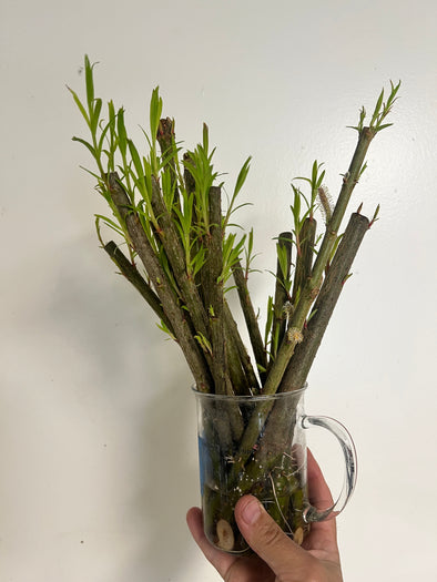 Unrooted “Heirloom Purple” Pussy Willow Cuttings