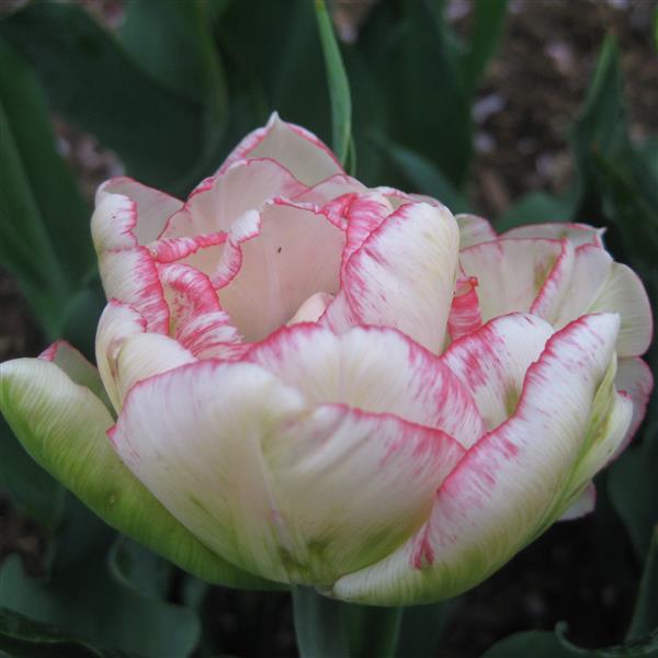 Tulip- Belicia (10 Pack)
