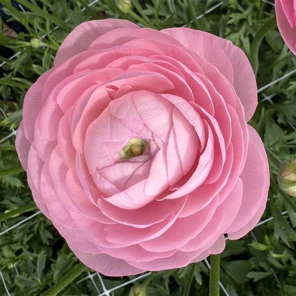 Ranunculus- Half Clone Marshmallow