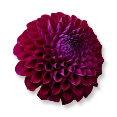 Rooted Cutting (5-pk) Dahlia- Chimacum Troy