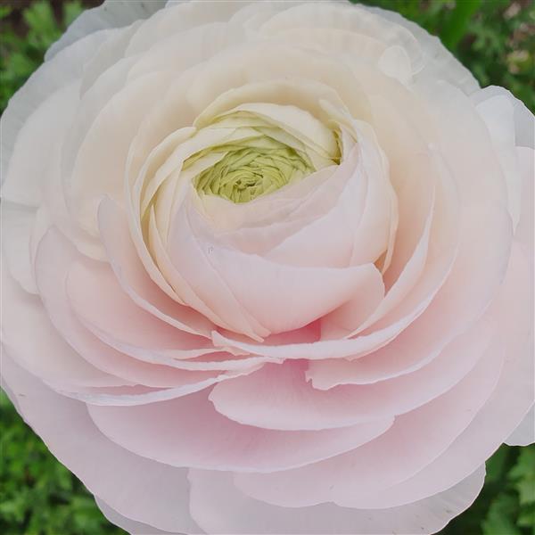 Ranunculus- Amandine Chamallow