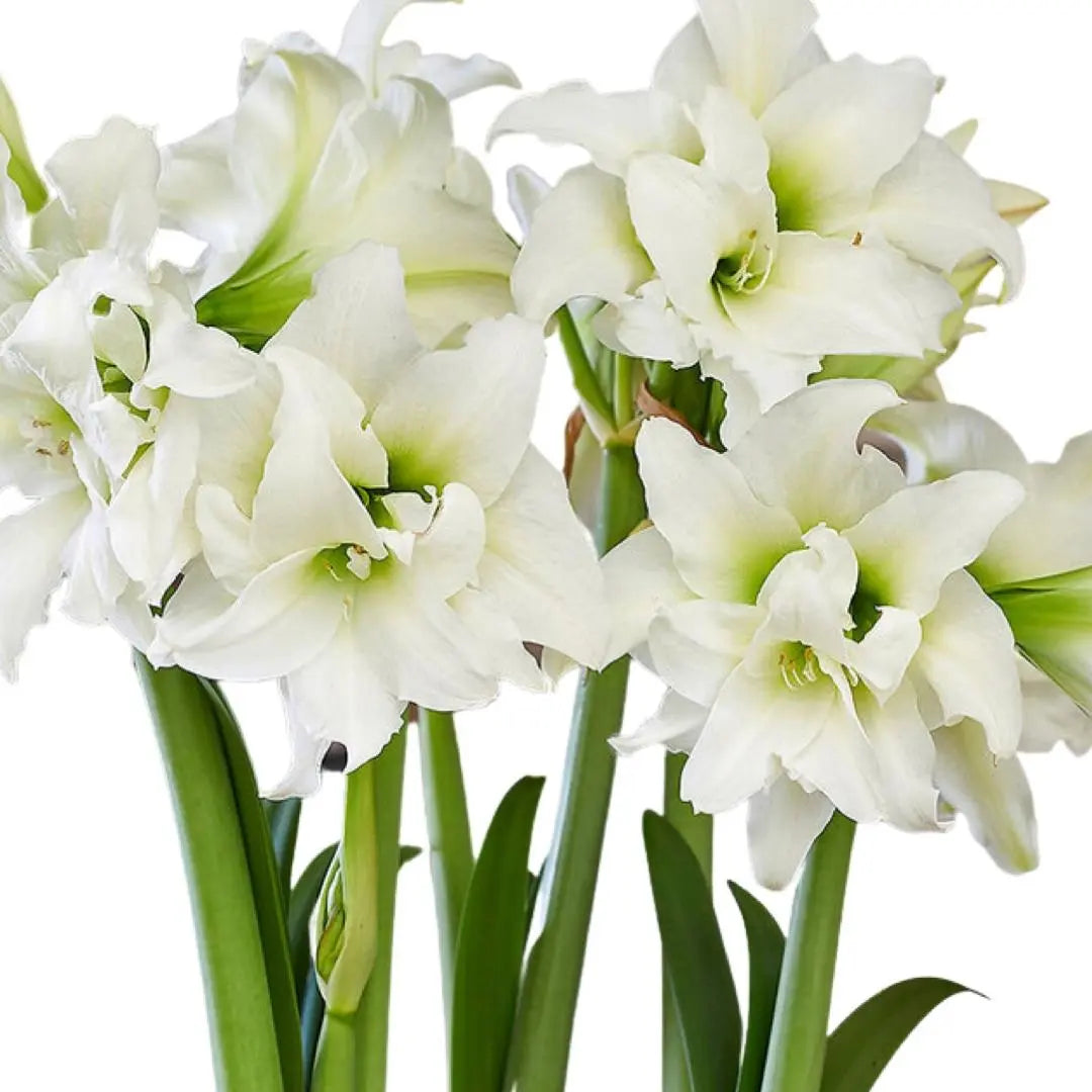 Amaryllis White Candle PetalPickers