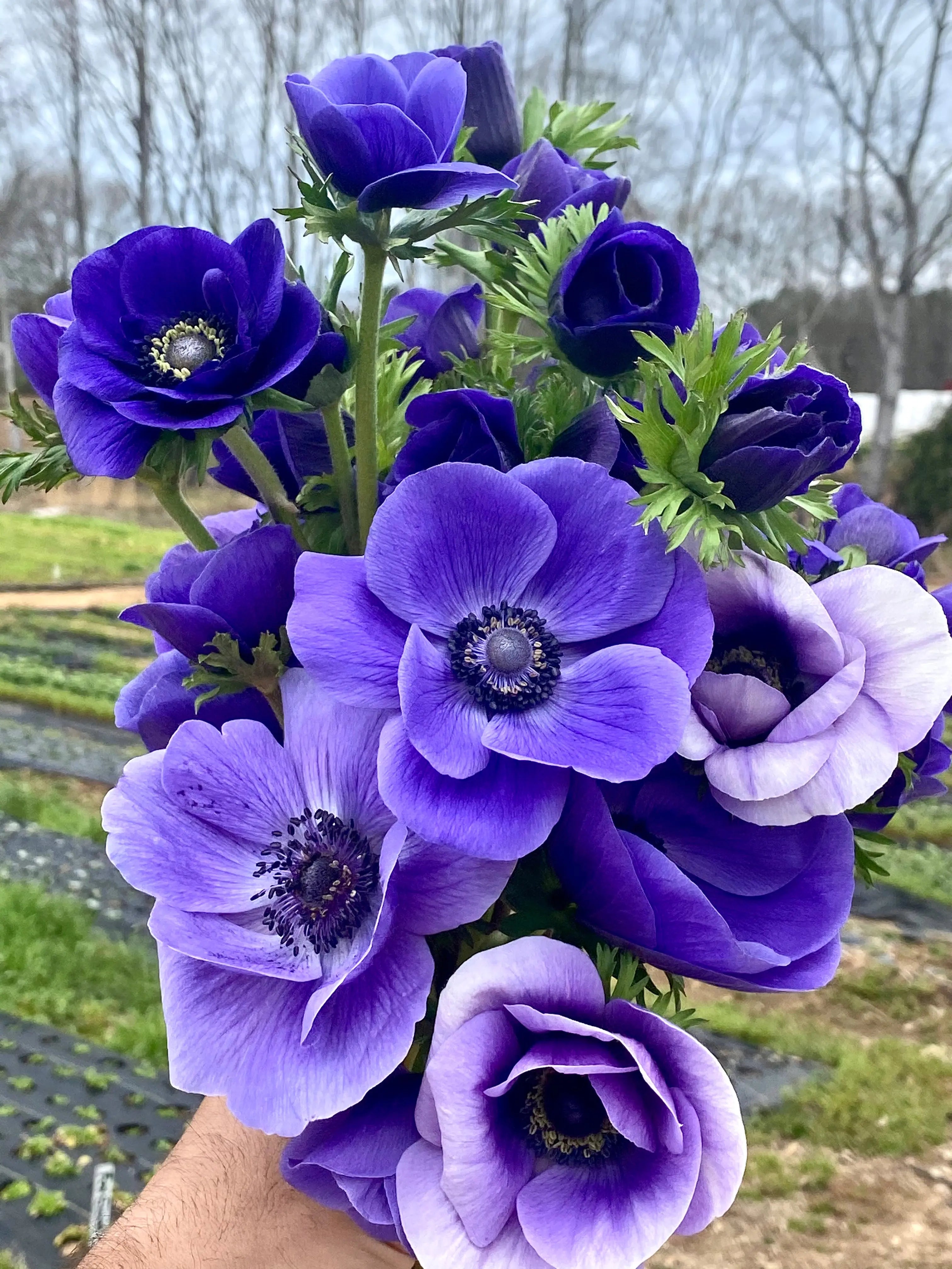 Anemone- Galilee Blue (10 Pack) PetalPickers RETAIL