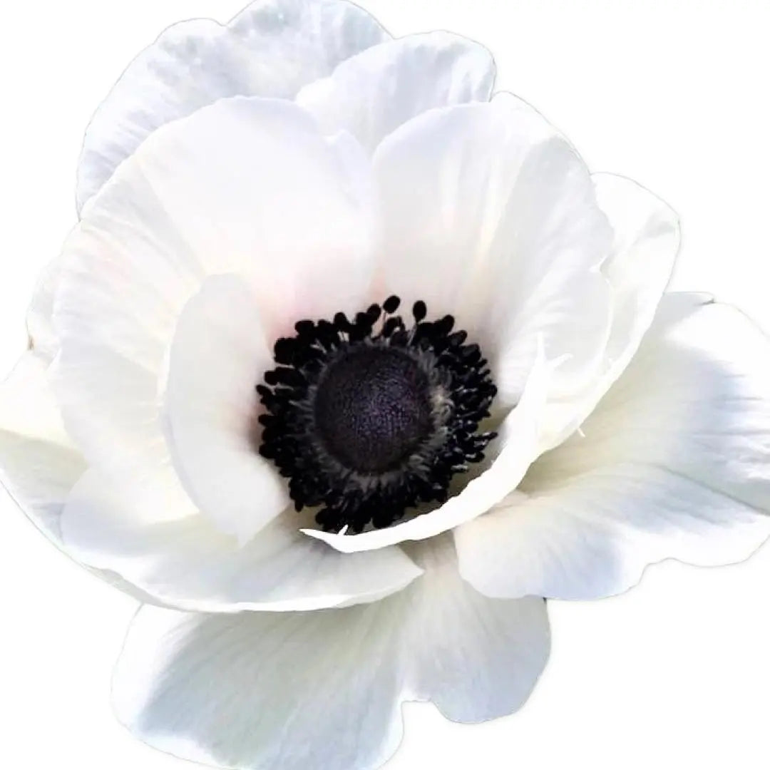 Anemone- Italian Bianco Centro Nero (10 Pack) PetalPickers