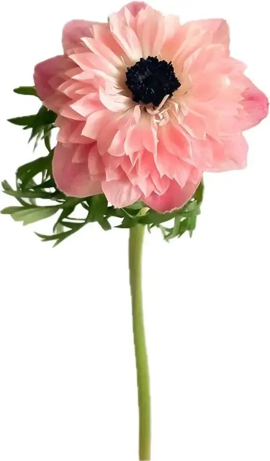 Anemone- Italian Levante Rosa (NEW) PetalPickers