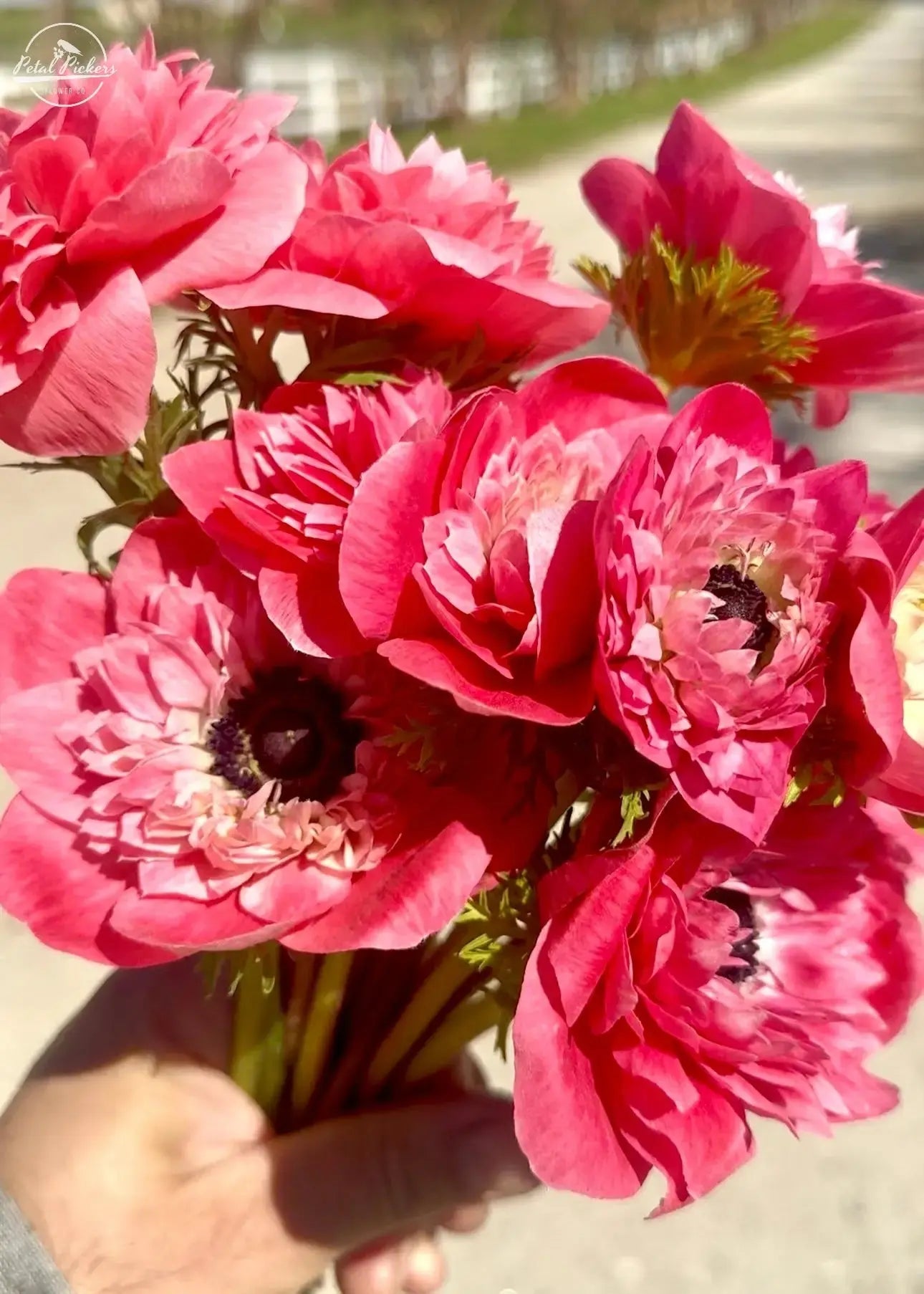 Anemone- Italian Levante Rosa PetalPickers