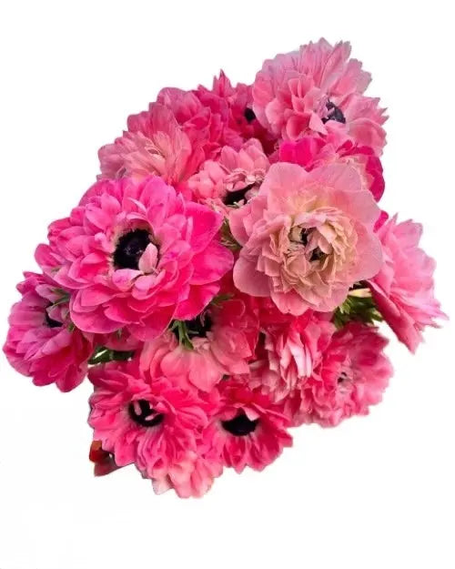 Anemone- Italian Levante Rosa (Copy) PetalPickers