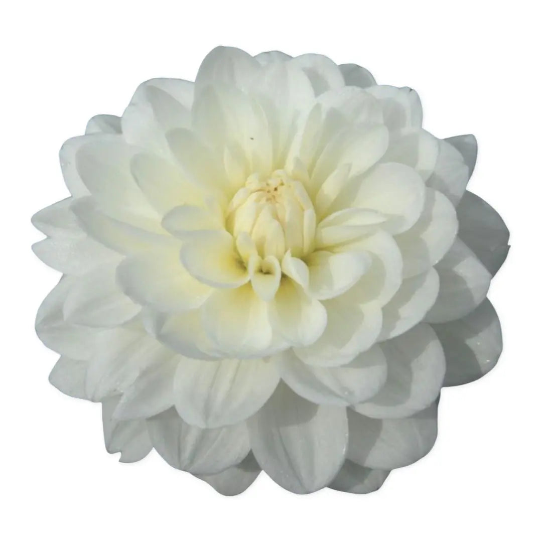 Bride To Be PetalPickers