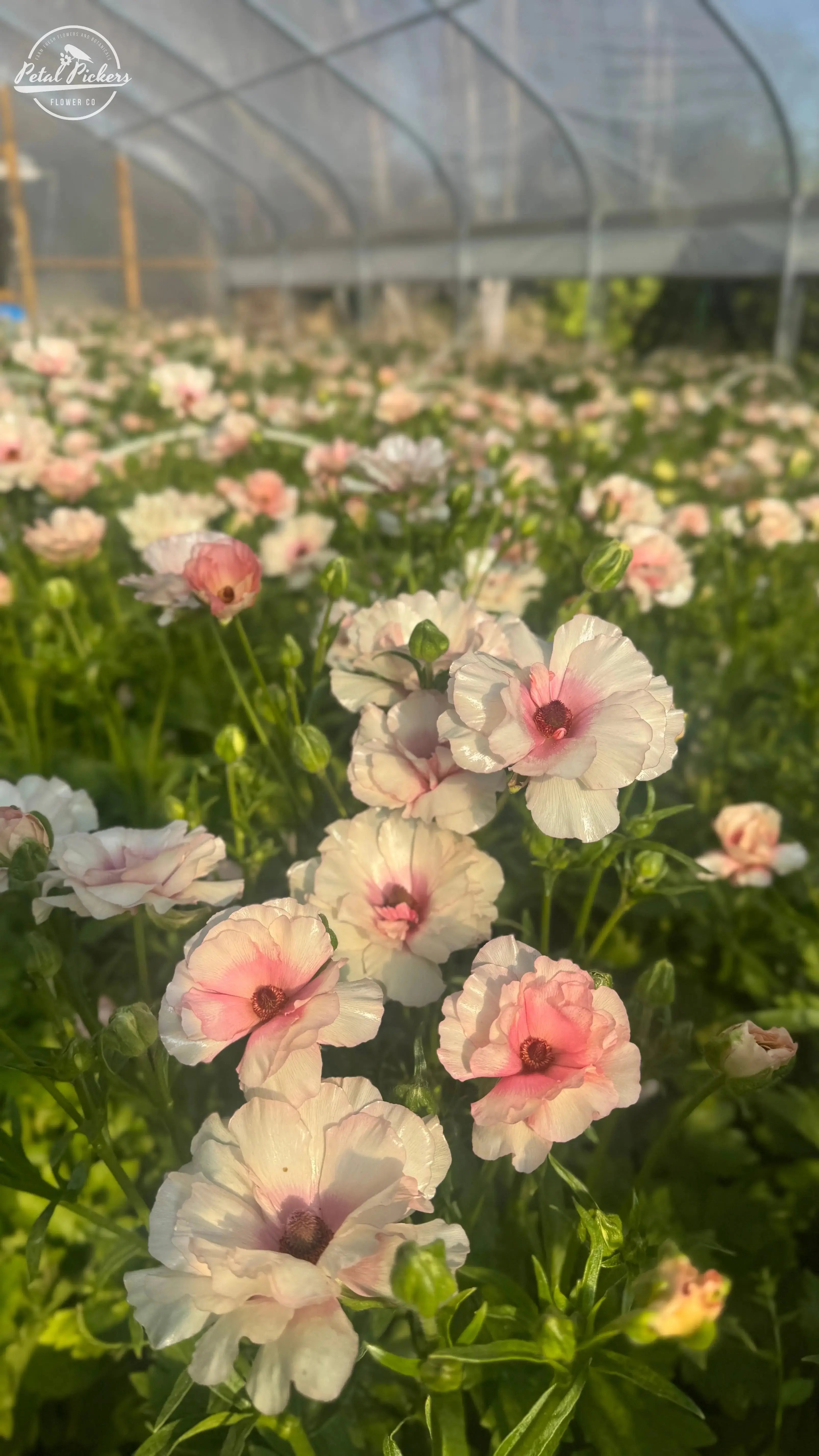 Butterfly Ranunculus- Ariadne PetalPickers
