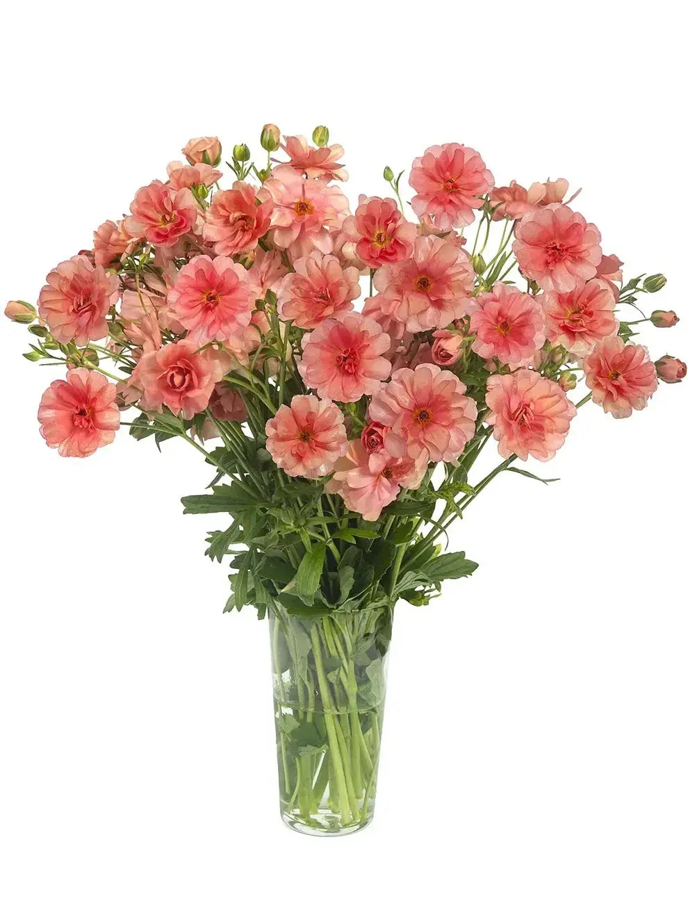 Moderna Ranunculus- Careza PetalPickers