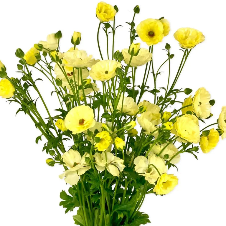 Butter Ranunculus Butterfly Ranunculus Growing Guide – PetalPickers RETAIL
