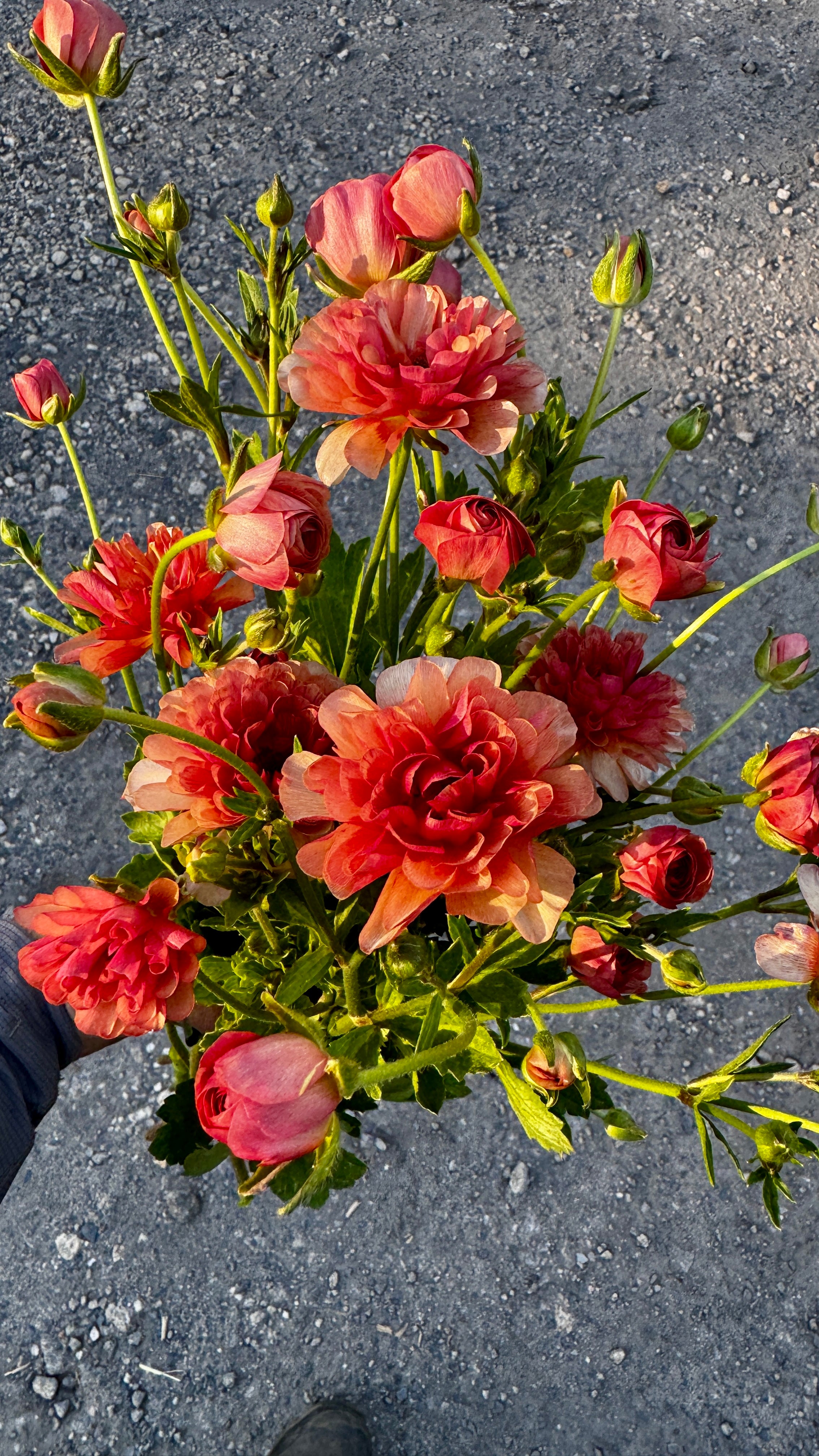 Butterfly Ranunculus- Eris