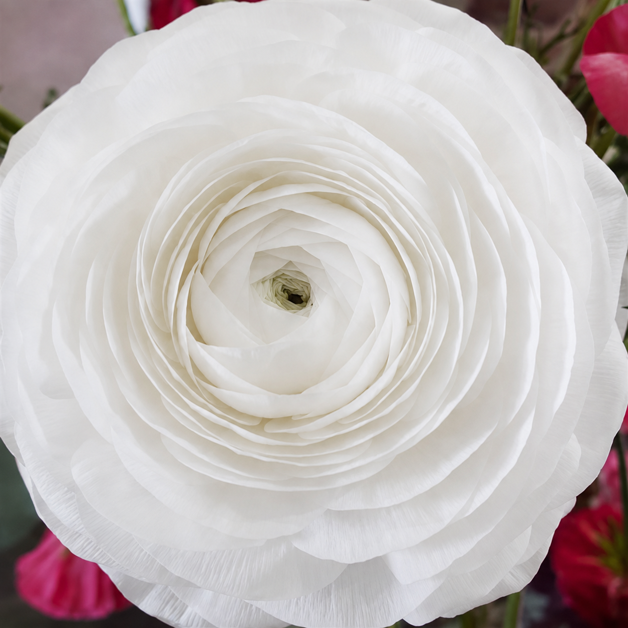 Ranunculus- Half Clone Iceberg