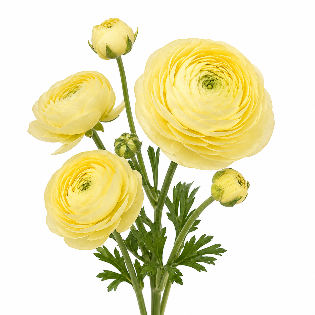 Ranunculus- Amandine Cream