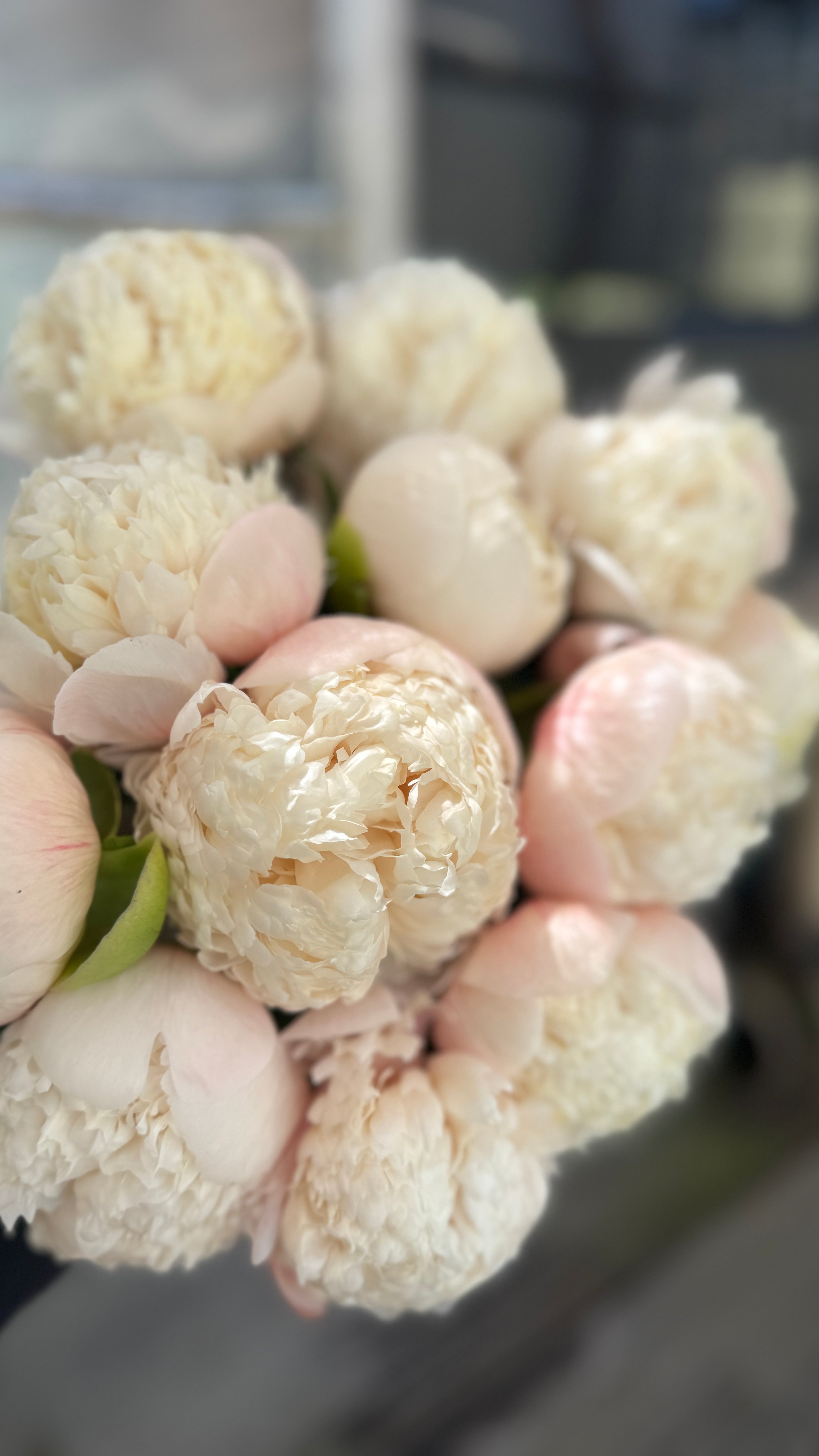 Peony Roots- Colonel Owen Cousins (1 Bareroot) 3-5 eyes