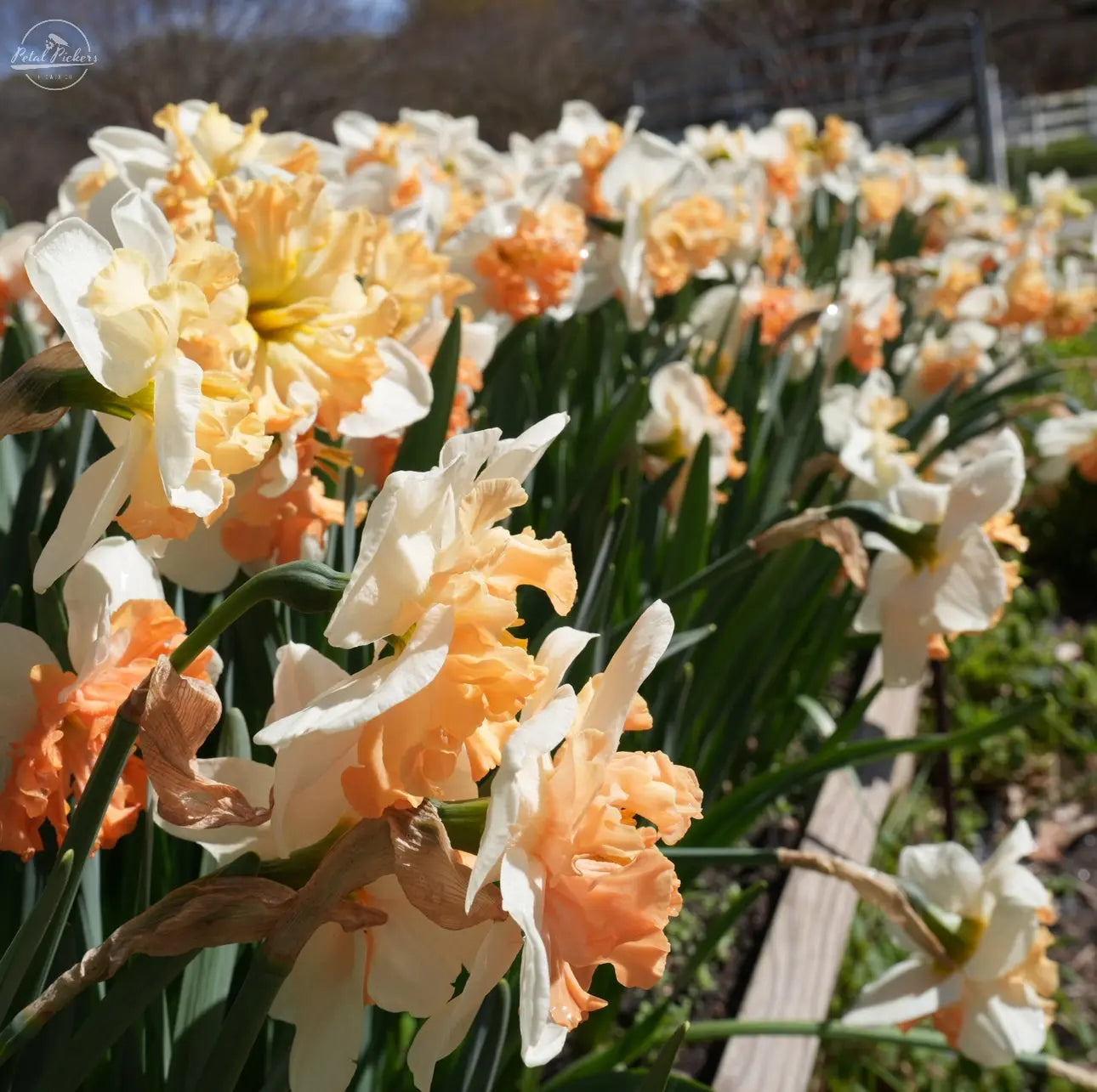 Daffodil- Mammoth Mountain (10 Bulbs) PetalPickers RETAIL