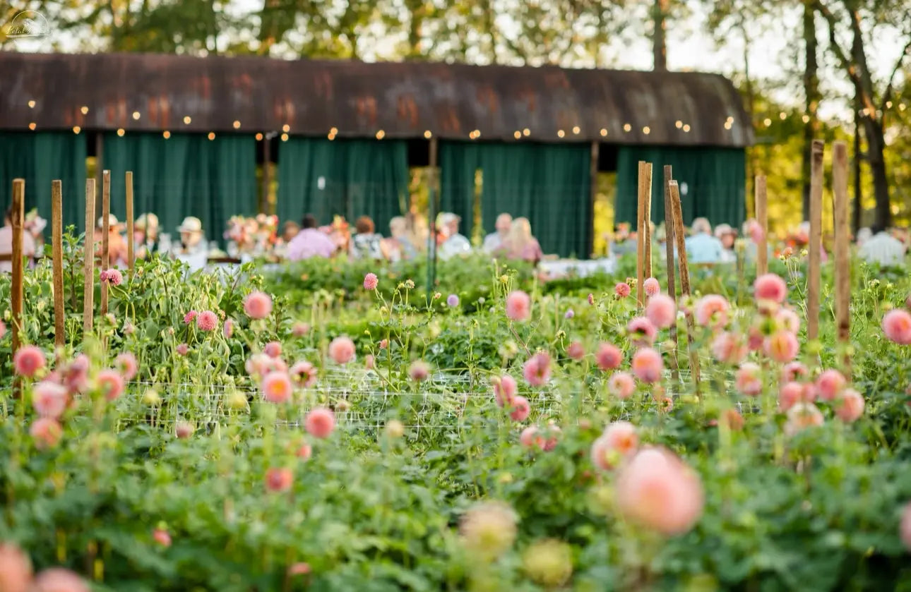Dinner in the Dahlias PetalPickers RETAIL