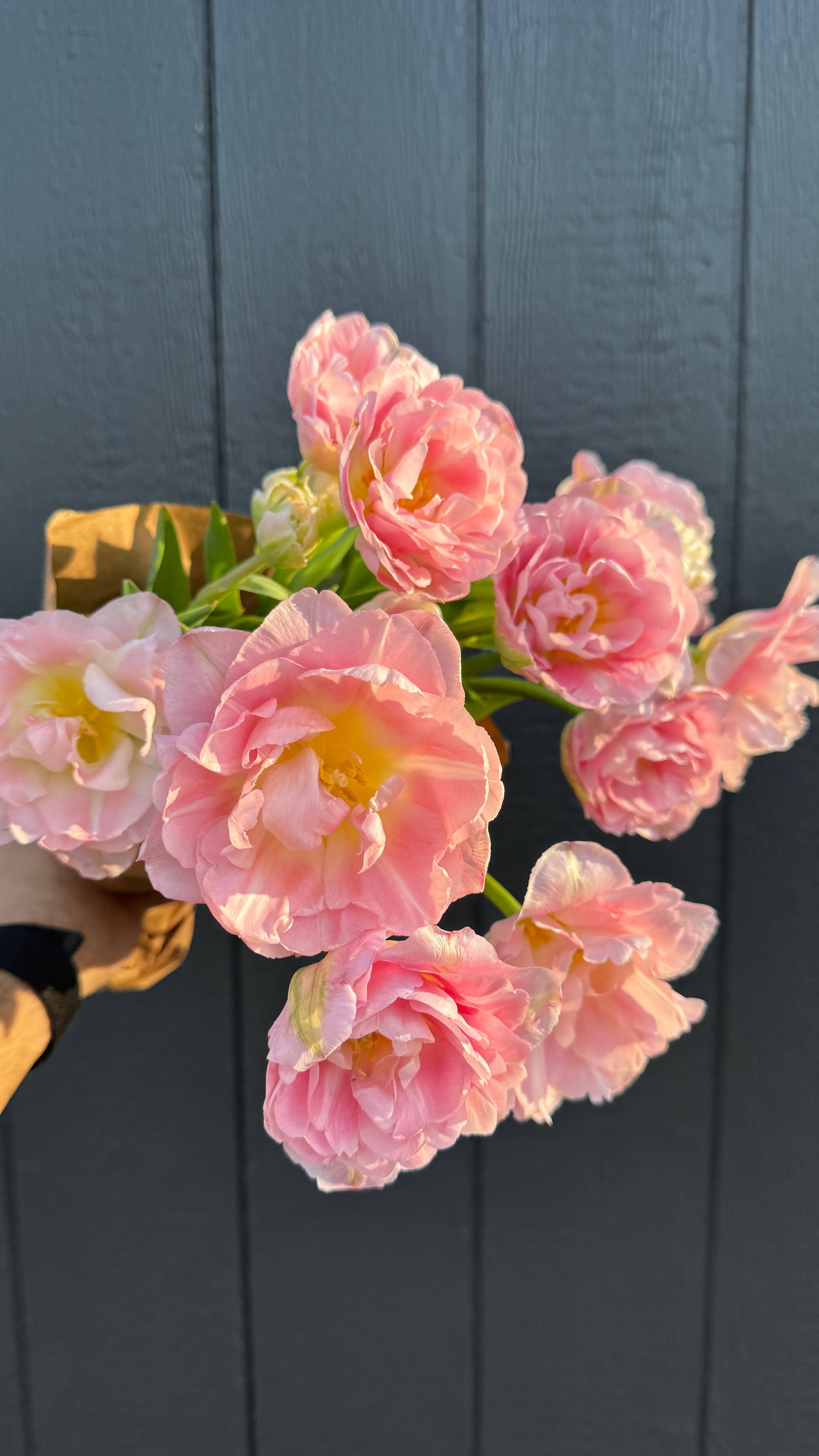 Tulip- Dreamer (10 Pack)