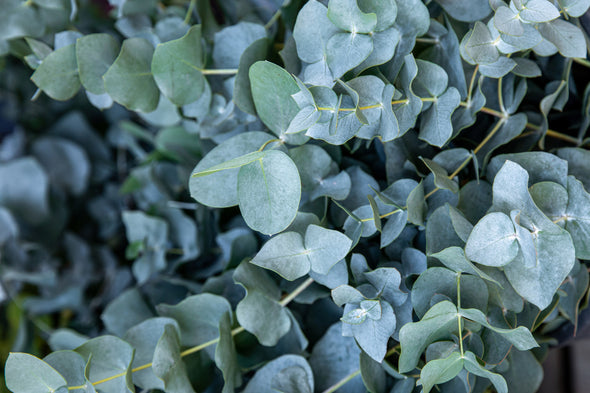 Rooted Cutting- Eucalyptus