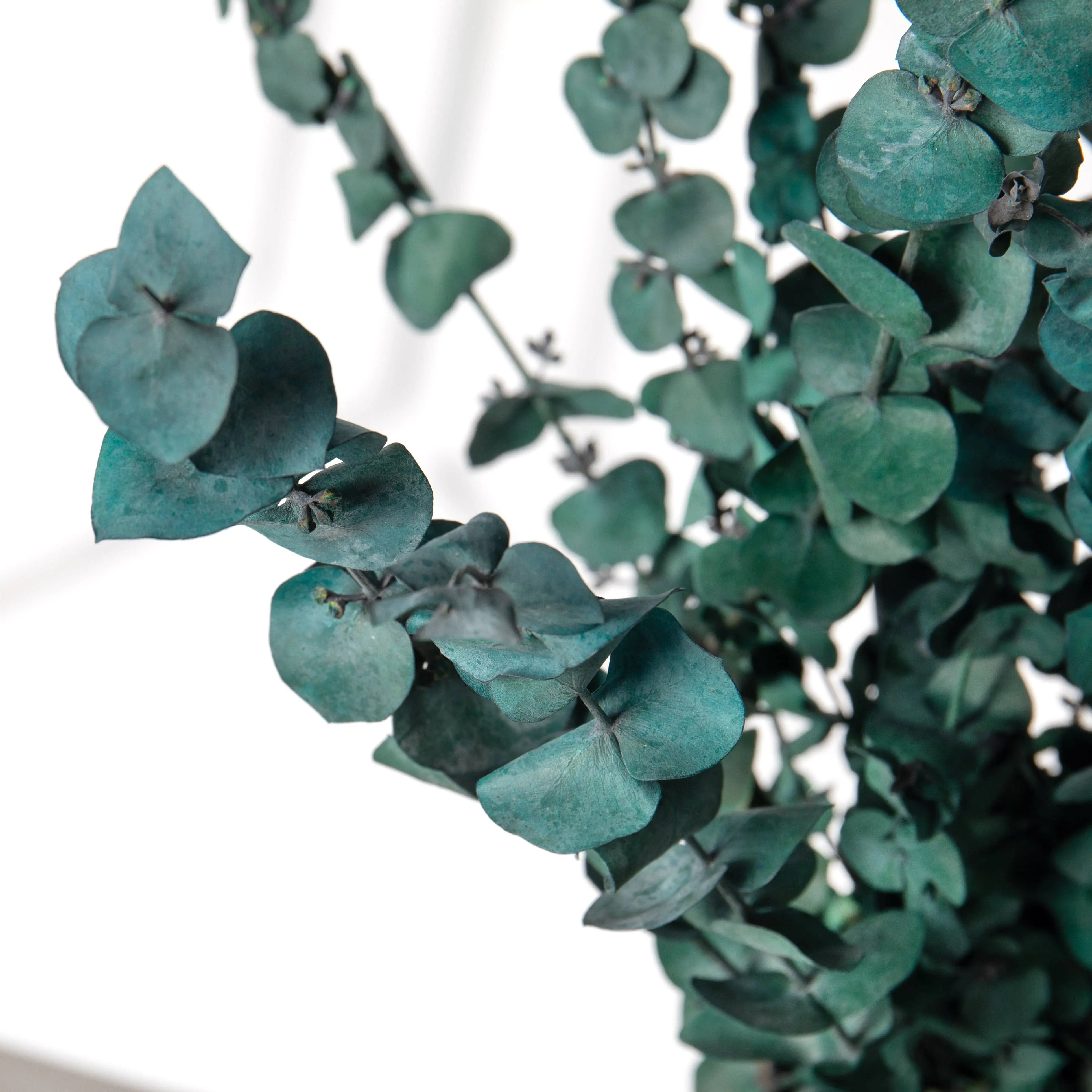 Eucalyptus Satin Green Willow Group