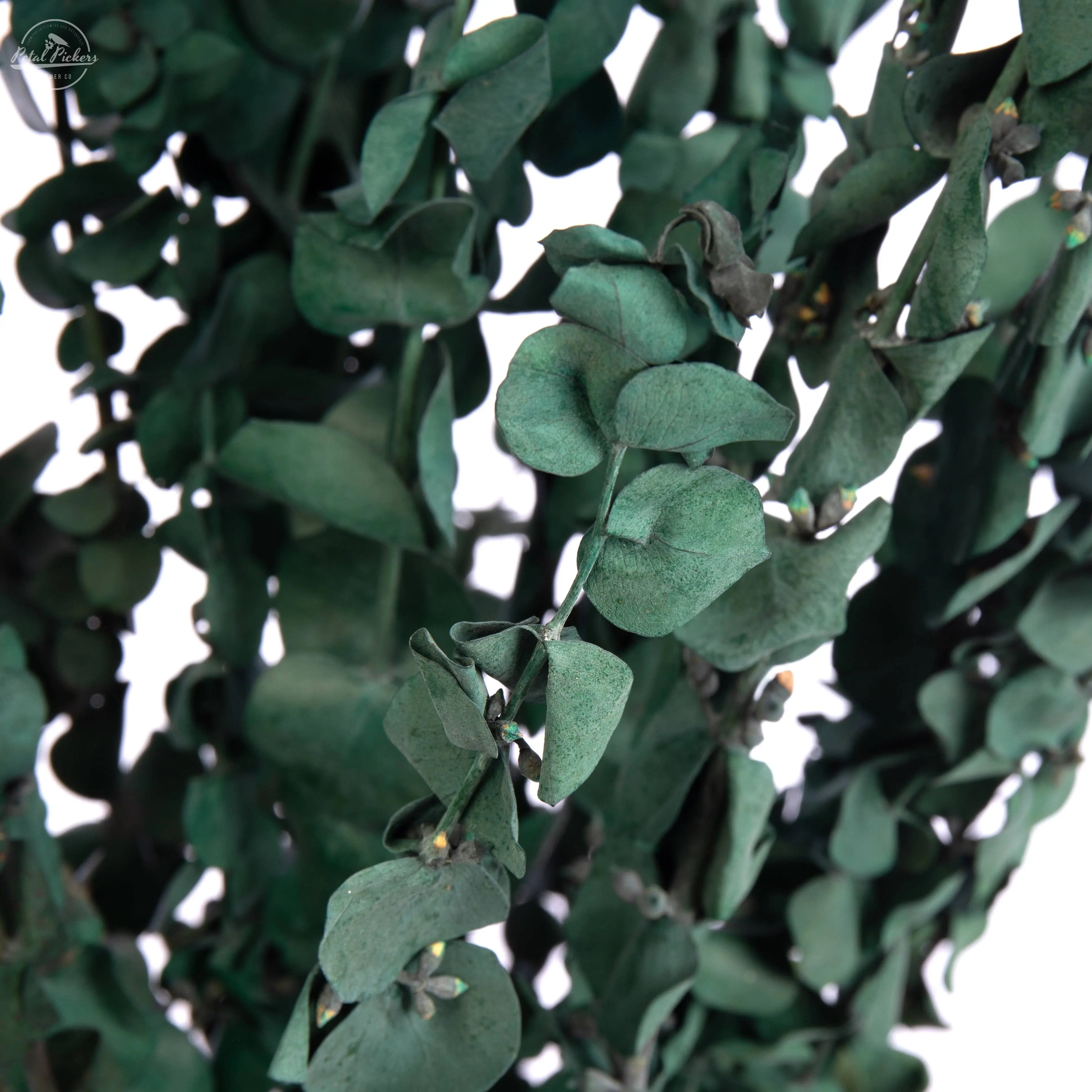 Eucalyptus Satin Green Willow Group