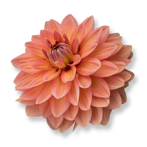 Rooted Cutting (5-pk) Dahlia- Nicholas