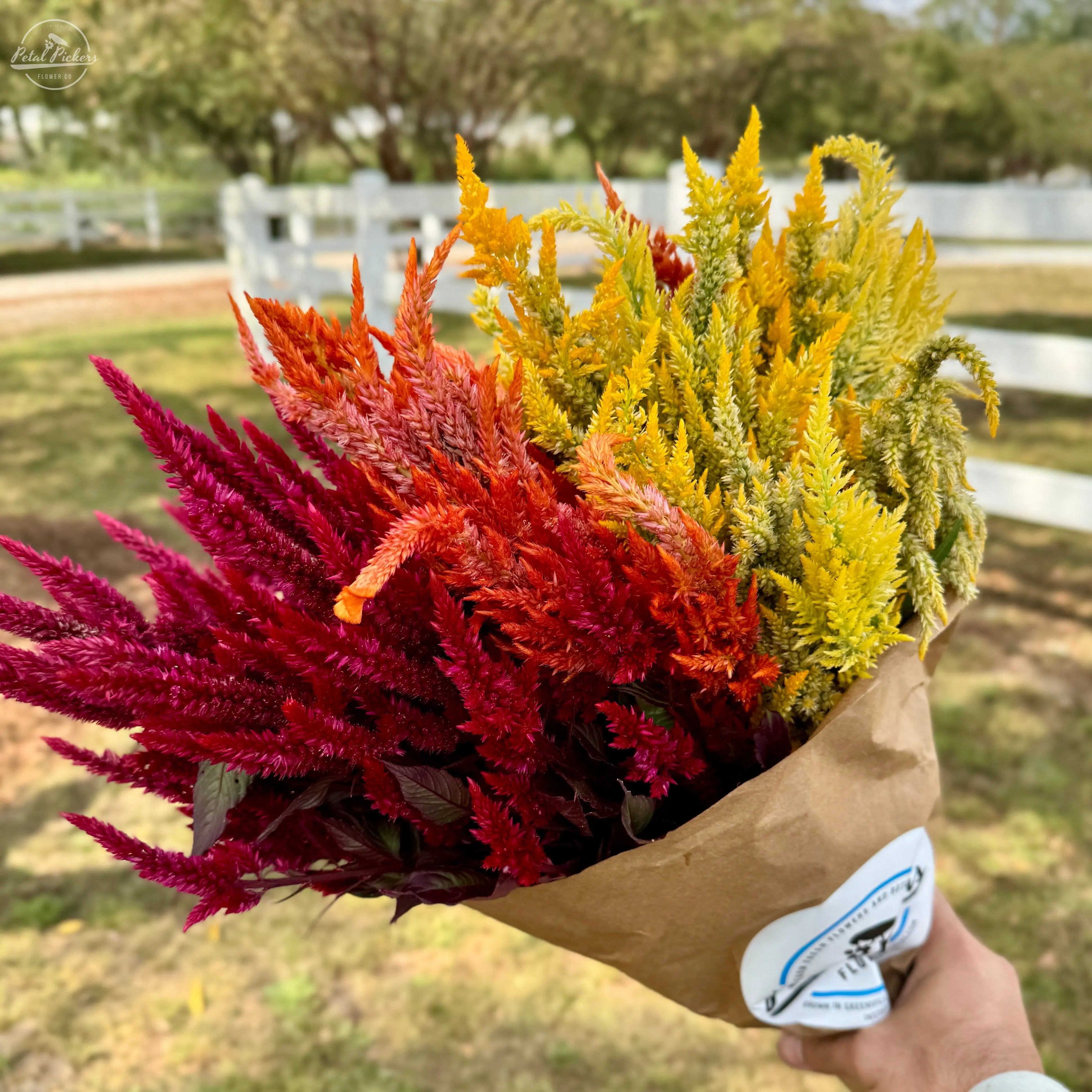 Fall Celosia Bouquet PetalPickers RETAIL