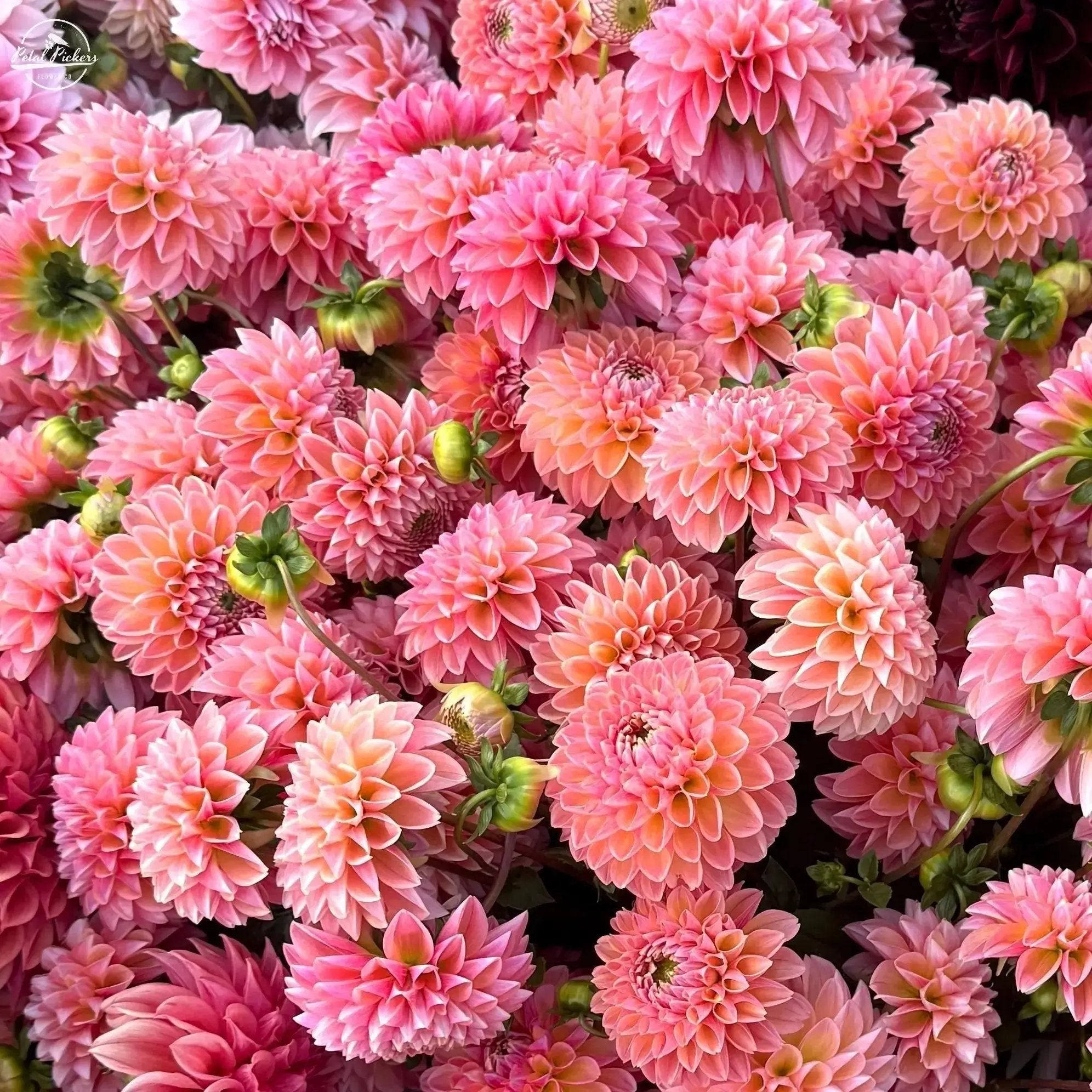 Rooted Cutting (2-pk) Dahlia-Linda's Baby PetalPickers