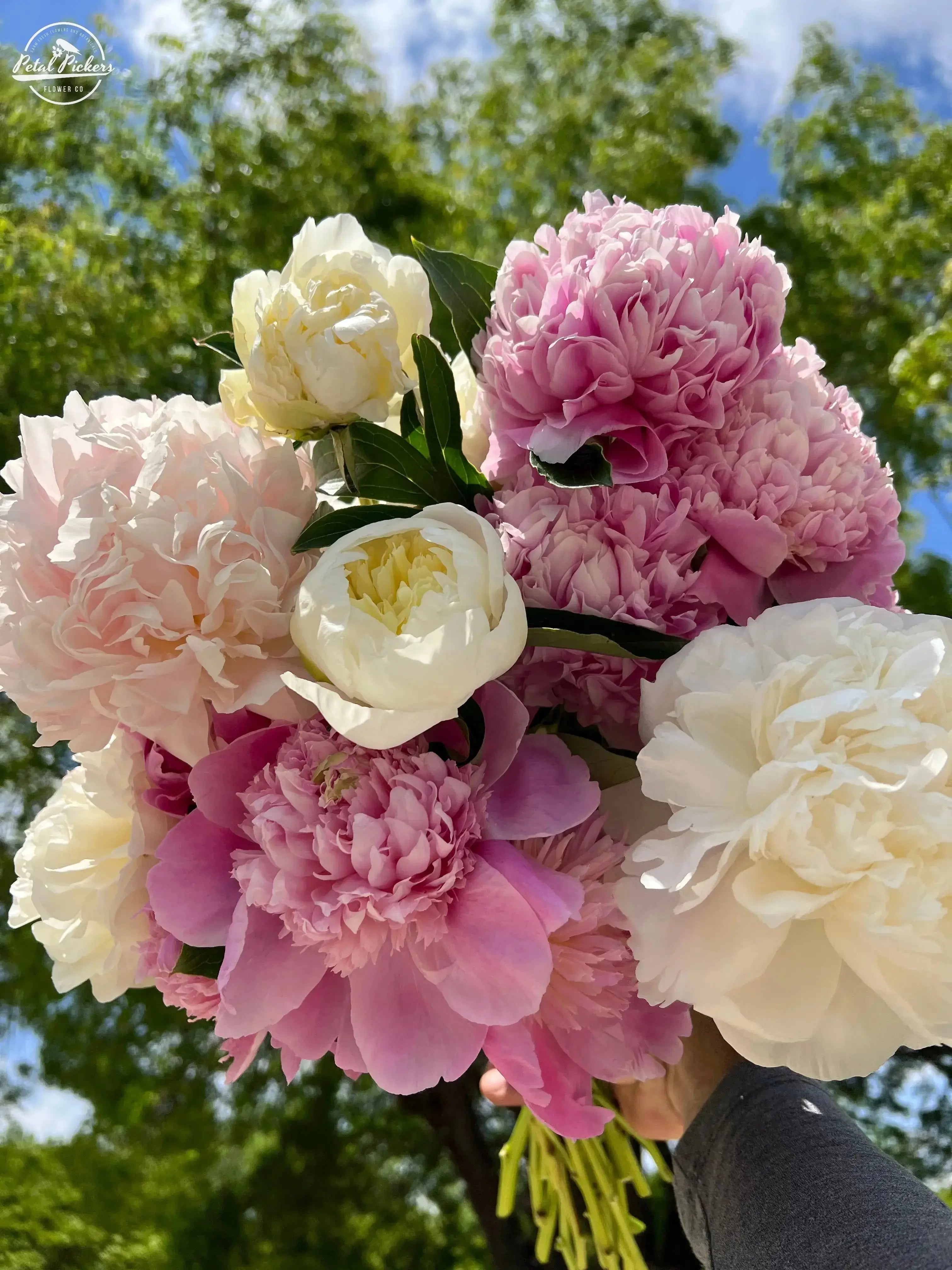 Gift Fresh Flowers 3-Month Spring 2025 Subscription PetalPickers RETAIL